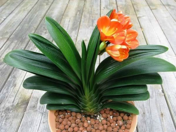 Lựa chọn và bố trí cây để bàn làm việc cho người mệnh Thổ