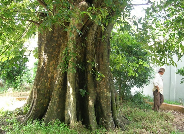 Gỗ cây Trầm Hương