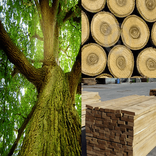 Gỗ sồi có khả năng chịu lực, gỗ rất bền bỉ và có khả năng chống mối mọt.
