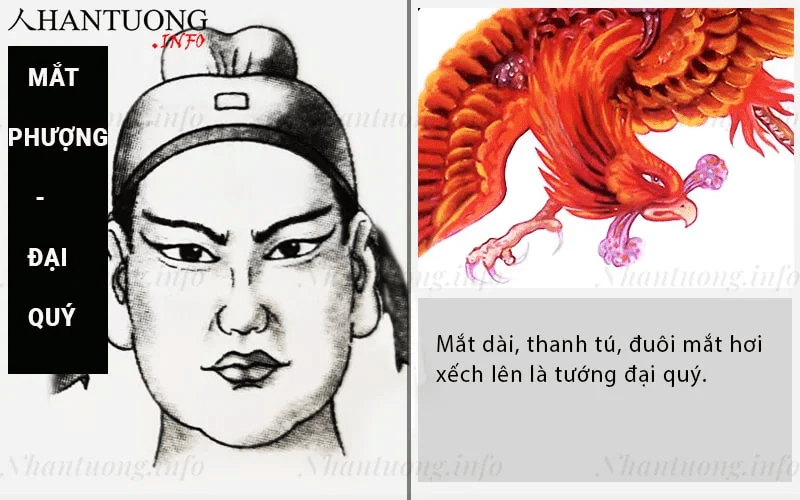 Tướng mắt phượng và những điều cần biết